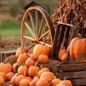 Meet your Posher, Cissy